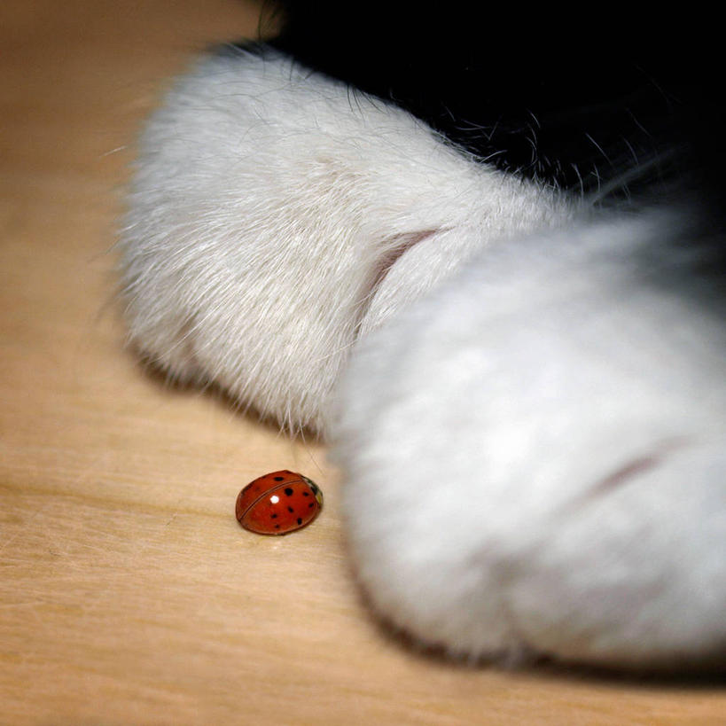 无人,方图,室内,白天,微距,猫,瓢虫,木制,天牛,斑点,爪子,动物,两只,摄影,反差,比例,彩图