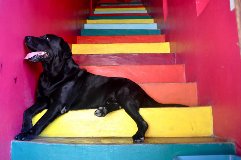 无人,横图,室内,特写,白天,侧面,楼梯,宠物,狗,墨西哥,趴着,摄影,拉丁美洲,忠诚,彩图,萨尤利塔