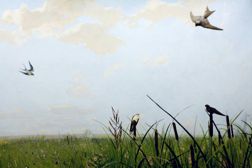 无人,横图,室外,白天,草地,美景,野生动物,美国,四只,麻雀,地平线,景观,云,辽阔,地面,半空,飞,风景,自然,广阔,景色,摄影,栖息,一望无际,自然风光,延伸,香蒲,天地相交,无边无际,一马平川,彩图