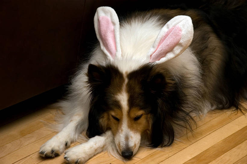 无人,横图,室内,建材,地板,建筑,宠物,美国,材料,木板,木材,地面,木地板,木柴,趴着,休息,摄影,建造,木料,幽默,部分,喜乐蒂牧羊犬,明尼苏达,硬木,彩图