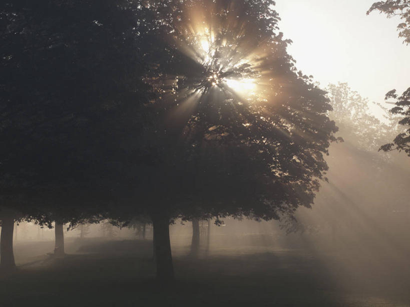 无人,公园,果园,横图,室外,白天,留白,镜头眩光,雾,日光,数码合成,树,摄影,宁静,早晨,剪影,逆光,彩图