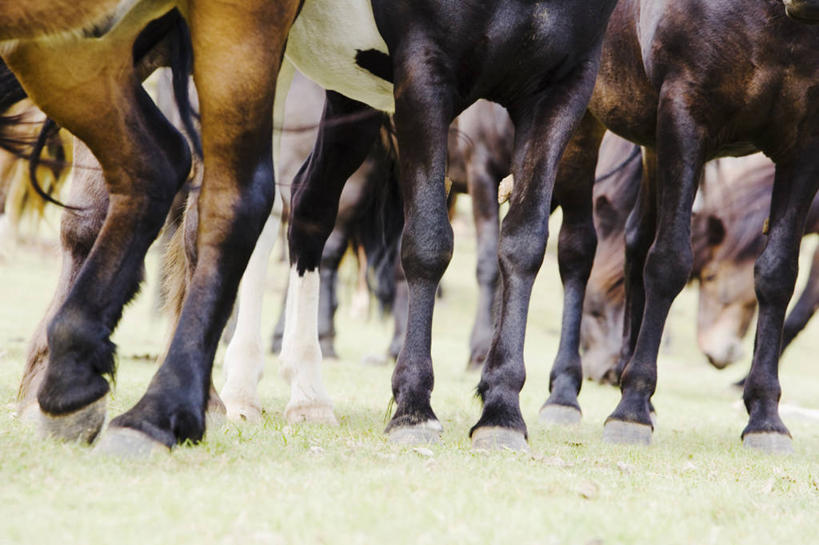 无人,跑,横图,室外,特写,白天,马,野生动物,自然,动物,力量,摄影,迅速,辛格韦德利,老年女性,女人,女性,彩图