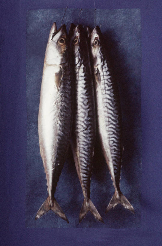 无人,竖图,特写,静物,吊挂,悬挂,蓝色背景,挂,饮食,三个,摄影,鱼钩,清新,健康食物,海产,彩图,影棚拍摄,钓鱼