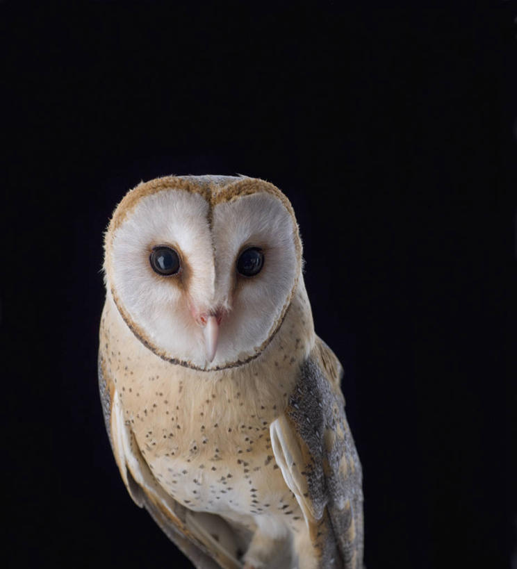 无人,竖图,特写,留白,正面,猫头鹰,野生动物,黑色背景,宏伟,动物,摄影,影棚,摄影棚,肖像,谷仓枭,彩图,影棚拍摄,拍摄