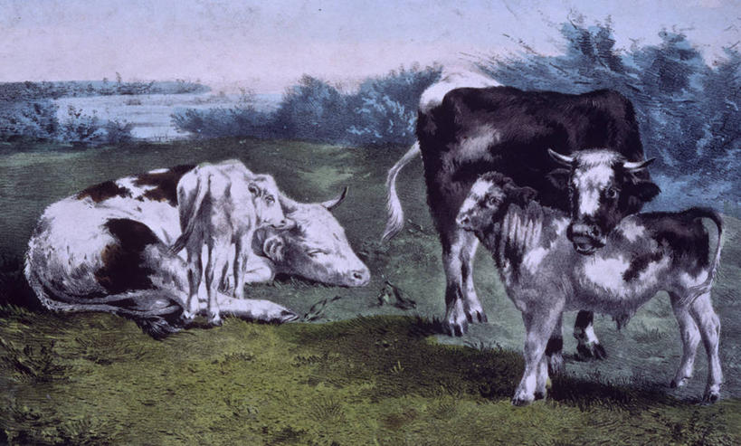 无人,站,横图,插画,室外,白天,牧场,数码,科技,美景,牛,日光,四只,阴影,网络,景观,高光,几何,计算机图形,合成,图画,画,自然,动物,景色,牲畜,电脑合成图,数码合成图,侧卧,合成图,关爱,自然风光,漫画,小牛,写实,具体,具象,美术工艺,彩图,家牛