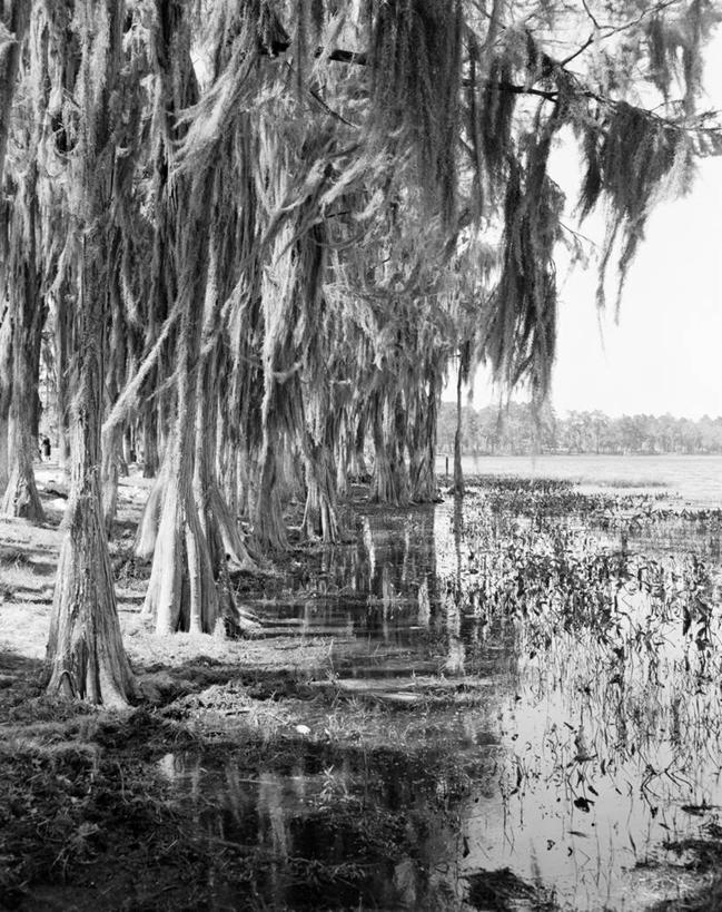 无人,竖图,黑白,室外,白天,湖,柏树,树,自然,摄影,生长,沼泽,热带气候,潘塔纳尔湿地