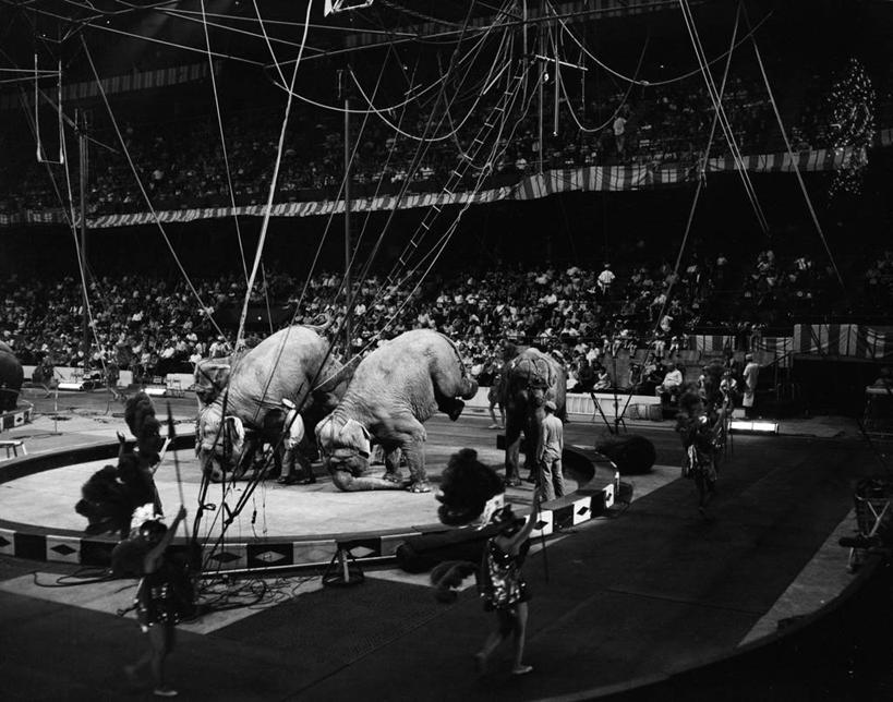 演员,舞台,马戏团,横图,黑白,室内,三只,表演,许多人,古典,表演者,扮演,杂技,一群人,摄影,演出,驯兽师,象,杂伎