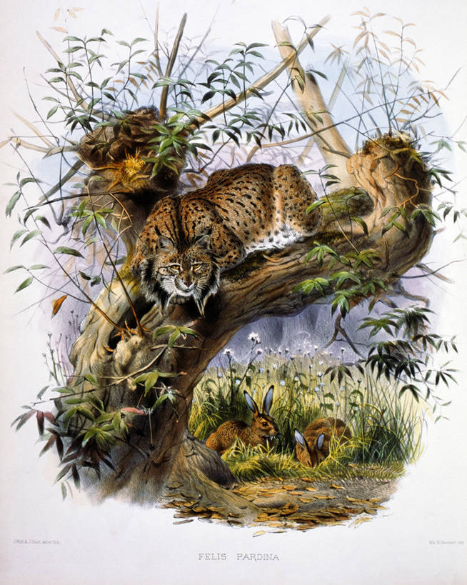 无人,竖图,插画,室外,白天,旅游,度假,绘画,数码,科技,美景,野生动物,三只,阴影,艺术,网络,捕食,景观,高光,几何,计算机图形,古典,合成,图画,文化,娱乐,画,草,树,树干,自然,工艺品,品味,享受,休闲,景色,放松,美术,电脑合成图,数码合成图,高雅,合成图,自然风光,野兔,漫画,写实,具体,具象,美学,美术工艺,彩图,动物学,伊比利亚猞猁