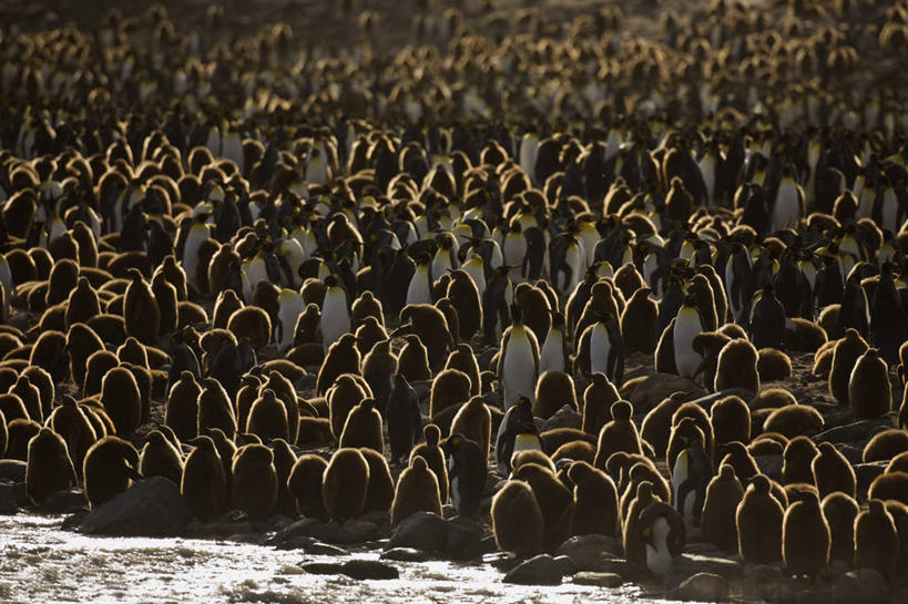 无人,站,横图,室外,白天,旅游,度假,海洋,美景,水,企鹅,野生动物,一群,许多,丰富,鸟类,景观,很多,娱乐,自然,享受,休闲,景色,放松,摄影,自然风光,南极洲,帝企鹅,南乔治亚岛,次南极区群岛,海滩,彩图,动物行为,动物学,南冰洋