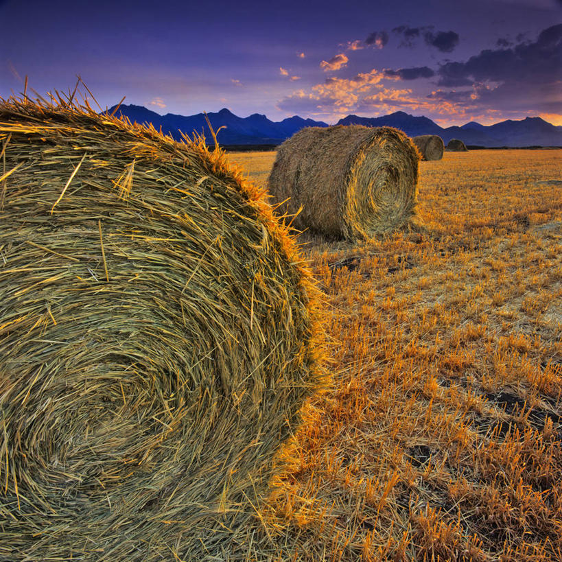 无人,农场,方图,室外,农业,农作物,美景,山,山脉,加拿大,地形,景观,田地,云,稻草,干草,草,风景,天空,自然,黄昏,草垛,景色,卷起,摄影,收获,宁静,自然风光,洛矶山脉,加拿大落基山脉,亚伯达,干草垛,彩图