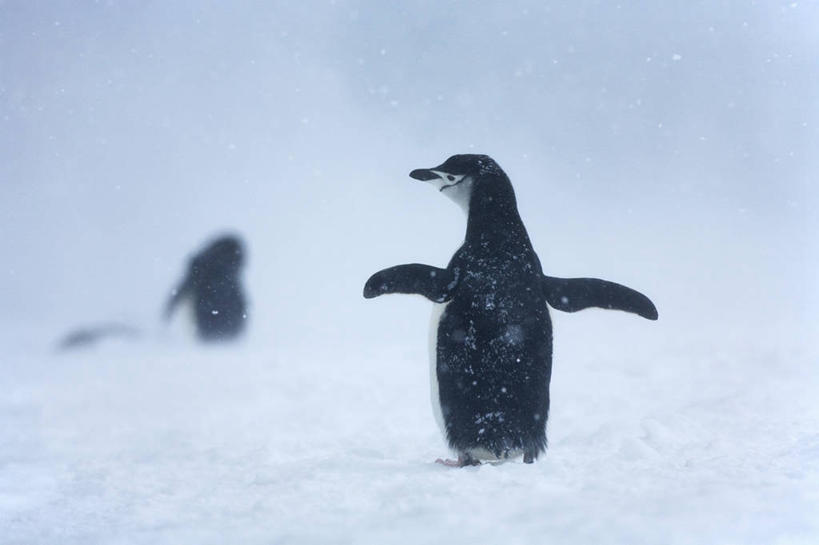 无人,横图,室外,白天,旅游,度假,美景,雪,暴风雨,企鹅,野生动物,鸟类,地形,景观,下雪,天气,娱乐,自然,动物,两只,享受,休闲,景色,放松,寒冷,可爱,摄影,活泼,奋斗,落下,气象,气候,自然风光,帽带企鹅,南极洲,胡须企鹅,颊带企鹅,南奥克尼群岛,彩图,动物学