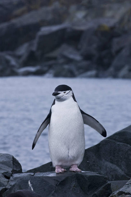 无人,站,竖图,室外,特写,白天,旅游,度假,海洋,美景,水,雪,企鹅,野生动物,鸟类,景观,悬崖,娱乐,自然,动物,享受,休闲,景色,放松,寒冷,可爱,摄影,活泼,自然风光,帽带企鹅,南极洲,南设得兰群岛,胡须企鹅,颊带企鹅,半月岛,海滩,岩石,彩图,动物学,南冰洋