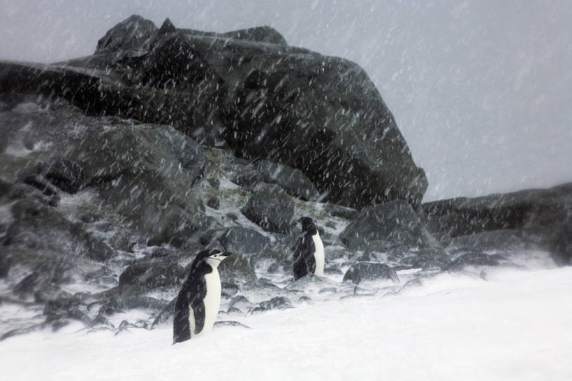 无人,横图,室外,白天,旅游,度假,美景,雪,暴风雨,企鹅,野生动物,鸟类,地形,景观,悬崖,下雪,天气,娱乐,天空,自然,动物,两只,享受,休闲,景色,放松,寒冷,可爱,摄影,活泼,奋斗,落下,气象,气候,自然风光,帽带企鹅,南极洲,胡须企鹅,颊带企鹅,南奥克尼群岛,岩石,彩图,动物学