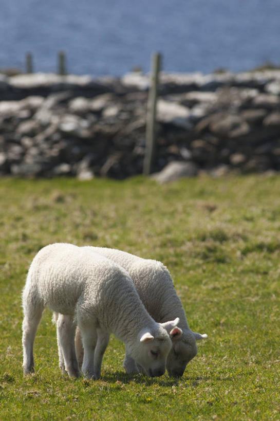 无人,双胞胎,竖图,室外,白天,侧面,农业,哺乳动物,野生动物,日光,爱尔兰,欧洲,田地,一对,草,绿色,白色,动物,春天,两只,家畜,摄影,牲畜,食草动物,西欧,芒斯特省,爱尔兰共和国,丁格尔半岛,凯里郡,芒斯特,绵羊,彩图,爱尔兰文化