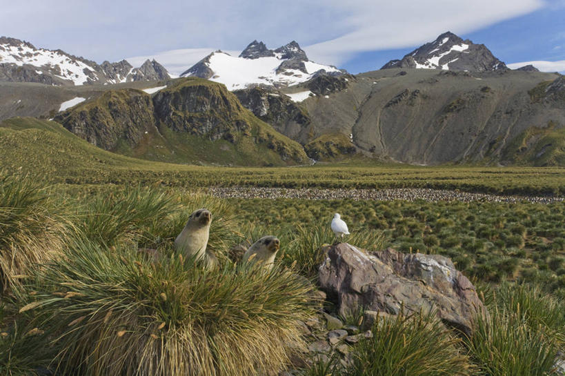 游泳,无人,横图,室外,白天,旅游,度假,南极,美景,山,山脉,雪,哺乳动物,海豹,野生动物,三只,鸟类,地形,景观,田地,云,海湾,娱乐,草,绿色,风景,天空,自然,动物,享受,休闲,景色,放松,寒冷,可爱,摄影,活泼,气象,宁静,气候,自然风光,南极洲,海狗,南极大陆,南乔治亚岛,福克兰群岛,腽肭兽,南极地区,南极区,南极圈,海熊,次南极区群岛,第七大陆,岩石,彩图,安塔克提加州,动物学