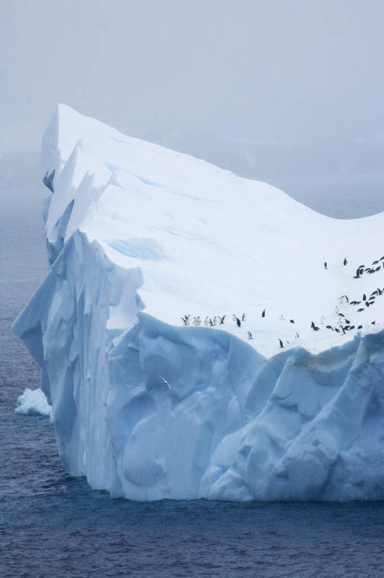 无人,竖图,俯视,航拍,室外,白天,冰山,海洋,美景,水,雪,全球变暖,企鹅,野生动物,英国,欧洲,一群,许多,漂浮,鸟类,冰,景观,冬天,很多,苏格兰,风景,自然,动物,景色,寒冷,季节,可爱,摄影,活泼,气象,气候,西欧,鸟瞰,自然风光,帽带企鹅,南极洲,大不列颠,大不列颠及北爱尔兰联合王国,大不列颠及爱尔兰联合王国,苏格兰王国,奥克尼群岛,胡须企鹅,颊带企鹅,彩图,高角度拍摄,大不列颠王国,大英帝国,联合王国,日不落帝国,动物学