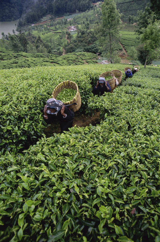 成年人,中年人,一个人,农场,横图,竖图,俯视,室外,白天,农业,农作物,美景,山,叶子,斯里兰卡,仅一个女性,仅一个人,五个人,一排,整齐,篮子,头巾,头饰,景观,田地,拿着,树,排列,绿色,风景,自然,发饰,仅一个中年女性,职业,陡峭,景色,摄影,生长,收获,队列,运送,自然风光,努力,种植园,努沃勒埃利耶,女人,女性,中年女性,亚洲人,半身,彩图,高角度拍摄,传统服装,传统文化