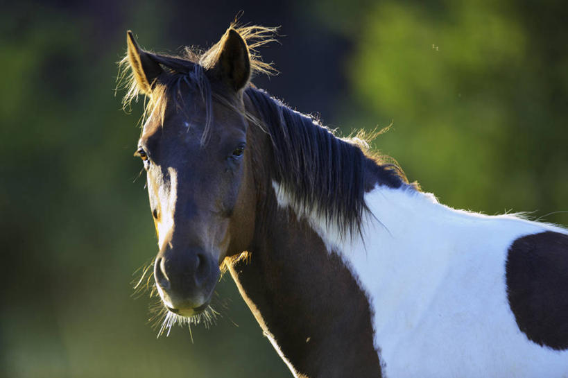 无人,横图,室外,特写,白天,哺乳动物,马,野生动物,加拿大,动物,家畜,摄影,牲畜,北美,温哥华岛,大不列颠哥伦比亚,彩图,动物学