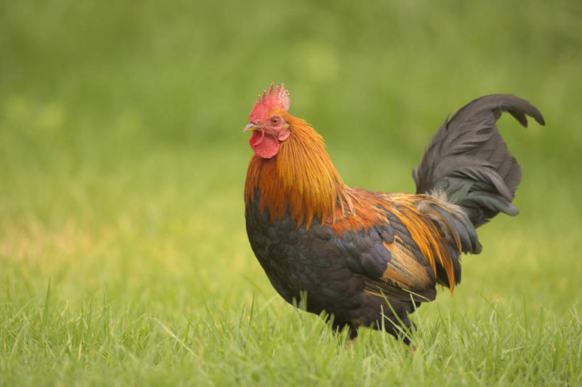 无人,农场,站,横图,室外,白天,农业,鸡,野生动物,美国,鸟类,家禽,草,绿色,风景,自然,动物,摄影,栖息,牲畜,北美,热带气候,考艾岛,夏威夷群岛,太平洋岛屿,公鸡,彩图,动物学