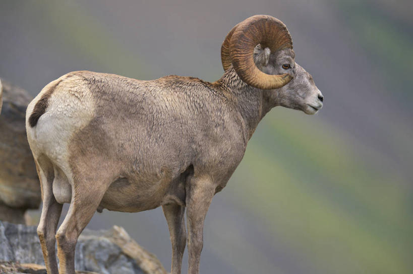 无人,公园,站,横图,室外,白天,侧面,旅游,度假,美景,哺乳动物,野生动物,羊,美国,景观,娱乐,自然,动物,夏天,享受,休闲,景色,放松,可爱,摄影,活泼,食草动物,北美,北美洲,国家公园,自然风光,公羊,美洲,大角羊,蒙大拿州,机敏,冰川国家公园,北亚美利加洲,亚美利加洲,蒙大拿,长空之乡,财富之州,冰河国家公园,盘角羊,盘羊,沃特顿冰川国际和平公园,绵羊,彩图,美利坚合众国,沃特顿.冰川国际和平公园,动物学,好奇心,郊野公园