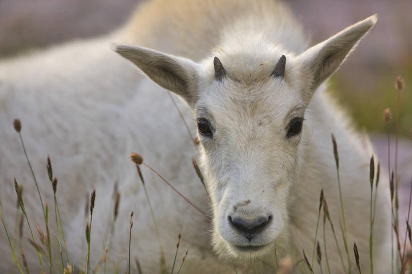 无人,公园,躺,横图,室外,特写,白天,正面,旅游,度假,美景,哺乳动物,野生动物,美国,景观,娱乐,草,自然,动物,夏天,享受,休闲,景色,放松,摄影,食草动物,北美,北美洲,国家公园,自然风光,美洲,蒙大拿州,机敏,冰川国家公园,北亚美利加洲,亚美利加洲,蒙大拿,长空之乡,财富之州,冰河国家公园,野生白山羊,沃特顿冰川国际和平公园,山羊,彩图,美利坚合众国,沃特顿.冰川国际和平公园,动物学,好奇心,郊野公园