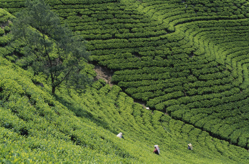 农场,横图,俯视,室外,白天,农业,农作物,美景,山,斯里兰卡,一排,整齐,景观,田地,茶叶,树,排列,绿色,风景,自然,职业,景色,摄影,生长,收获,队列,自然风光,种植园,努沃勒埃利耶,彩图,高角度拍摄