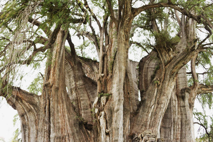 无人,横图,室外,特写,白天,仰视,墨西哥,枝,树,自然,摄影,生长,拉丁美洲,奇瓦瓦州,彩图,低角度拍摄