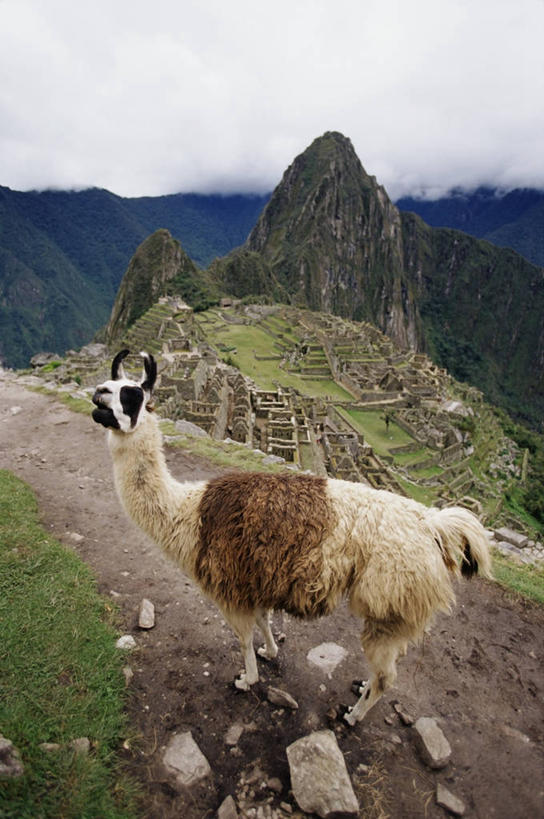 无人,竖图,室外,白天,山,哺乳动物,野生动物,秘鲁,云,历史,骆驼,废墟,风景,天空,自然,动物,地标建筑,家畜,南美,可爱,摄影,牲畜,活泼,食草动物,拉丁美洲,羊驼,古文明,马丘比丘,沙漠之舟,驼羊,印加帝国,美洲驼,古代文明,颈,彩图,帝国,动物学