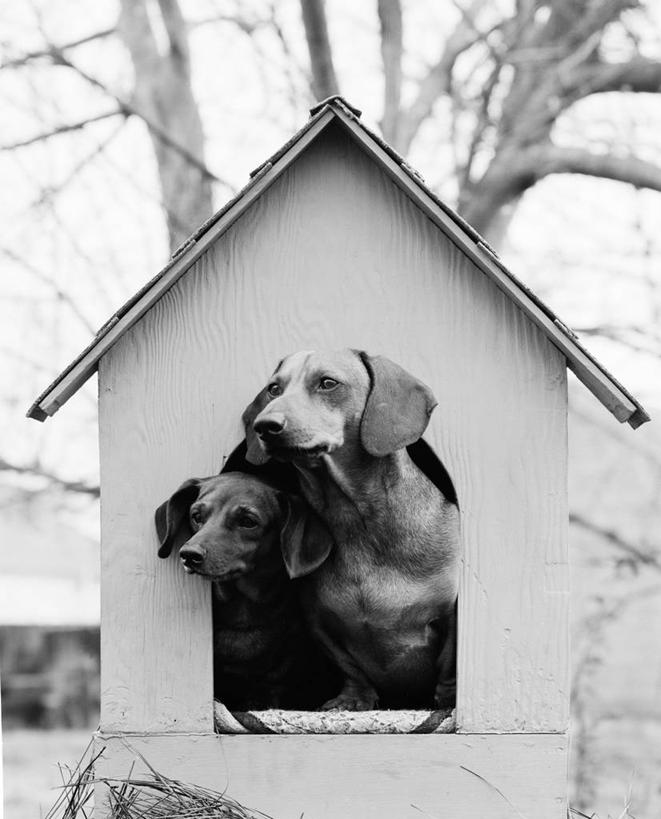 脸,头,脸颊,无人,站,竖图,黑白,室外,白天,旅游,度假,友谊,美景,宠物,狗,并排,景观,古典,娱乐,肩膀,自然,动物,两只,享受,休闲,景色,放松,摄影,自然风光,机敏,狗屋,信任,头部,脸部,脸蛋,面部