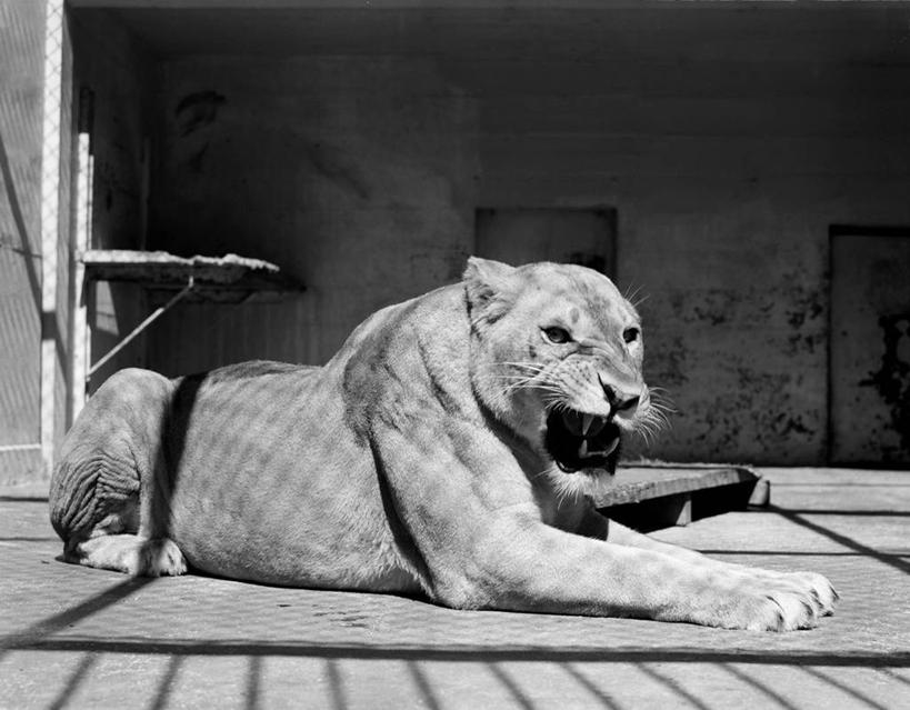 无人,动物园,躺,横图,黑白,室外,白天,侧面,狮子,咆哮,生气,雌狮,古典,张嘴,摄影,肖像,张大嘴巴,张开嘴