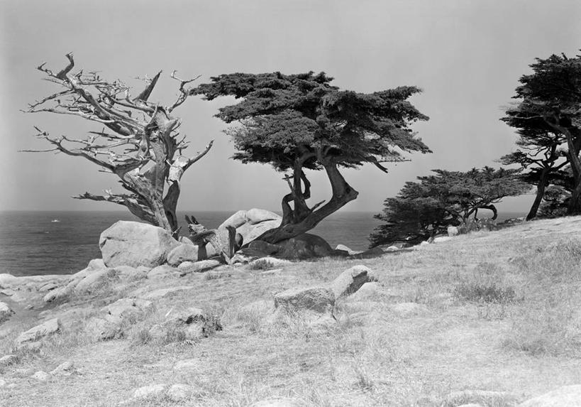 无人,横图,黑白,室外,白天,海洋,植物,城市,美国,地形,水平线,树,自然,摄影,生长,宁静,死亡,北美,北美洲,加利福尼亚,美洲,加州,洛杉矶,加利福尼亚州,金州,黄金州,北亚美利加洲,亚美利加洲,天使之城,蒙市,蒙特利公园市,岩石,美利坚合众国