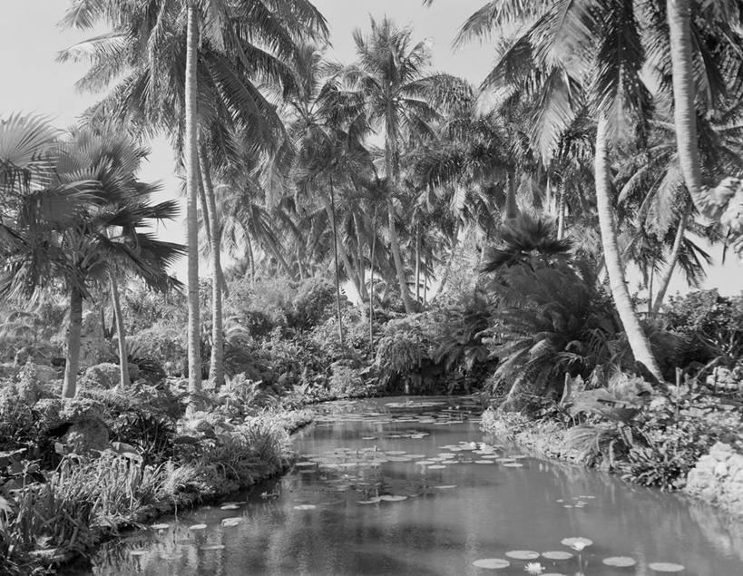 无人,横图,黑白,室外,白天,睡莲,棕榈树,丰富,反射,池塘,自然,摄影,生长,宁静,热带气候