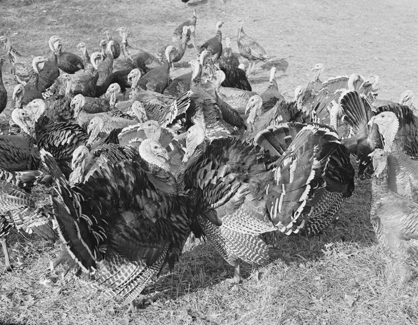 无人,横图,俯视,黑白,室外,白天,农业,一群,许多,鸟类,很多,摄影,牲畜,高角度拍摄