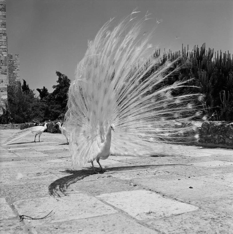 无人,病人,站,竖图,方图,黑白,室外,白天,美景,孔雀,葡萄牙,三只,景观,人行道,首都,里斯本,白色,自然,景色,摄影,园林,疾病,自然风光,病患,出示,皮肤病,白化病,患者,就医者