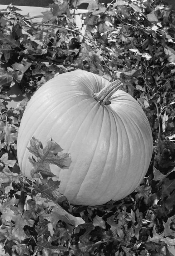 无人,竖图,俯视,黑白,室外,白天,南瓜,蔬菜,枝,饮食,摄影,清新,健康食物,橡树叶,高角度拍摄