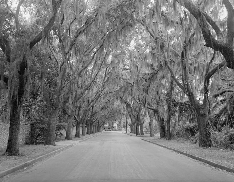 无人,横图,黑白,室外,白天,路,美国,苔藓,郊区,摄影,宁静,北美,北美洲,透视图,美洲,橡树,佛罗里达,佛罗里达州,佛州,阳光州,北亚美利加洲,亚美利加洲,寄生藤,旅行,美利坚合众国,林荫大道