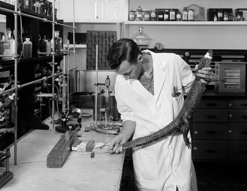 西方人,成年人,中年人,老年人,一个人,医生,科学家,横图,黑白,室内,化妆,鳄鱼,野生动物,欧洲,美国,欧洲人,仅一个男性,仅一个人,仅一个中年男性,准备,研究,实验室,挤,拿着,动物,做,摄影,实验服,科学实验,路易斯安那州,技能,男人,男性,中年男性,白种人