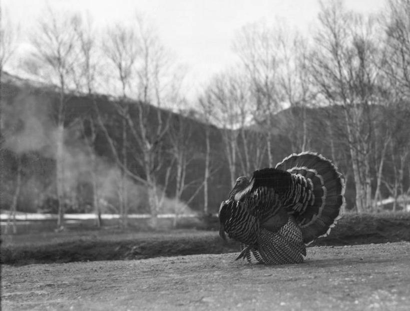 无人,农场,横图,黑白,室外,白天,侧面,摄影,牲畜