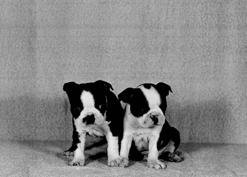 无人,站,横图,黑白,特写,纯洁,复古,宠物,狗,小的,小狗,动物,两只,可爱,童年,童趣,摄影,肖像,童真,烂漫,无邪,天真,影棚拍摄,波士顿猎犬