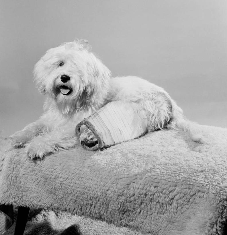 无人,躺,竖图,方图,黑白,宠物,狗,摄影,肖像,影棚拍摄