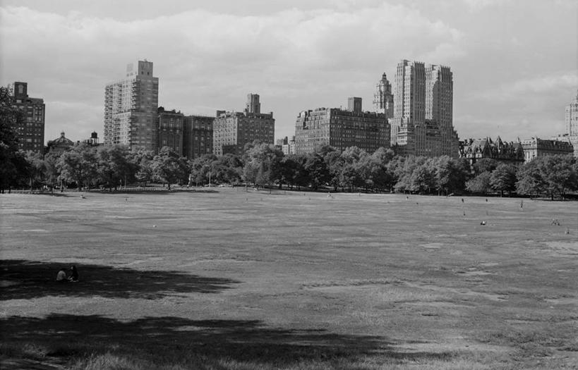 公园,农场,横图,黑白,室外,白天,畜牧业,牧场,天际线,建筑,摩天大楼,纽约,美国,草,摄影,中央公园,畜牧,牧业