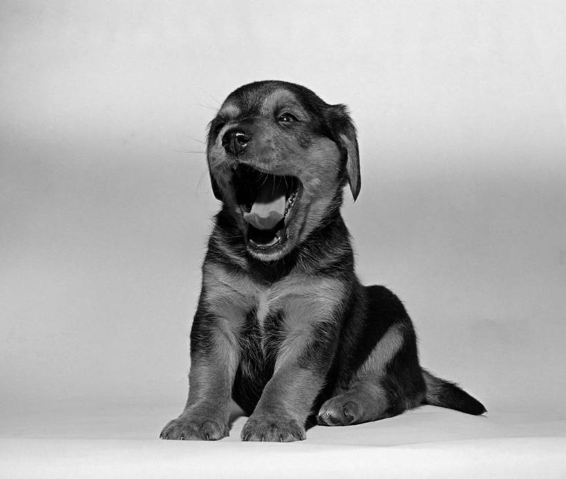 无人,横图,黑白,纯洁,宠物,狗,小狗,动物,打哈欠,张嘴,可爱,童年,童趣,摄影,张大嘴巴,童真,烂漫,无邪,天真,张开嘴,影棚拍摄