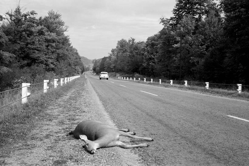 无人,横图,黑白,室外,白天,消失点,旅游,度假,美景,汽车,鹿,美国,景观,娱乐,树,自然,享受,休闲,景色,放松,摄影,死亡,碰撞,自然风光,交通事故,宾夕法尼亚