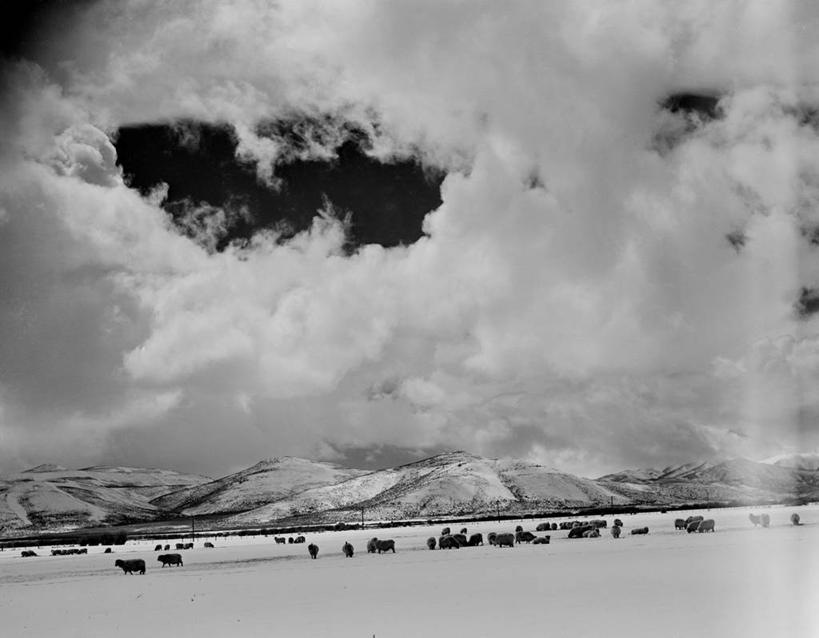 无人,横图,黑白,室外,白天,山,美国,一群,许多,洞,田地,羊群,很多,风景,寒冷,摄影,牲畜,剪影,绵羊