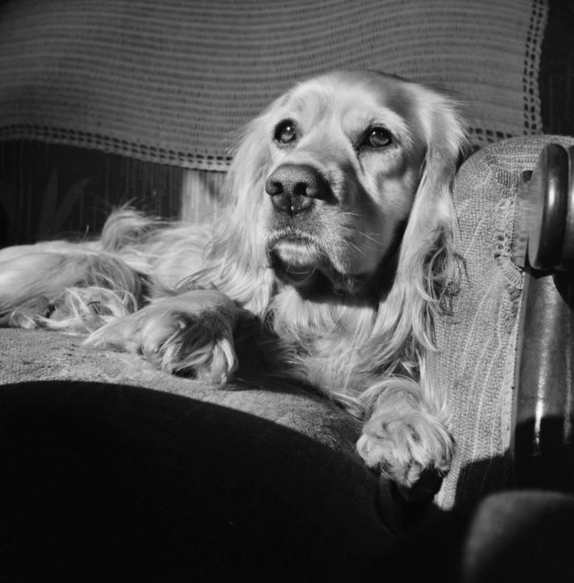 无人,躺,竖图,方图,黑白,室内,特写,沙发,宠物,狗,美国,休息,摄影,部分,肖像