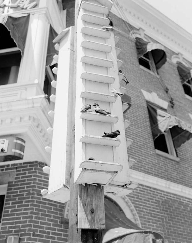 无人,竖图,黑白,室外,特写,白天,仰视,窗户,美国,四只,鸟类,砖,摄影,栖息,部分,宾夕法尼亚,白腹毛脚燕,低角度拍摄