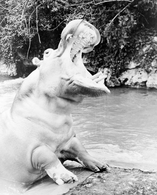 脸,头,脸颊,无人,竖图,黑白,室外,白天,侧面,水,河马,美国,肩膀,自然,打哈欠,向上看,摄影,濒危物种,头部,脸部,脸蛋,面部