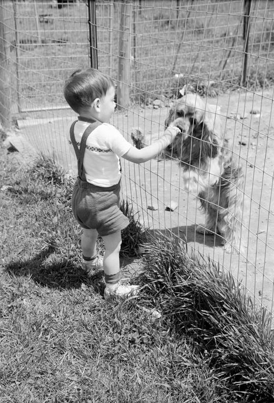 西方人,婴儿,儿童,一个人,站,竖图,俯视,黑白,室外,白天,纯洁,宠物,狗,欧洲,美国,欧洲人,仅一个人,裤子,栅栏,休闲装,草,小孩,背带裤,家畜,可爱,童年,摄影,活泼,享乐,宝宝,纯真,烂漫,无邪,英国小猎犬,饭单裤,工装裤,伶俐,天真,白种人,孩子,高角度拍摄,短发,幼儿,好奇心,纯种犬