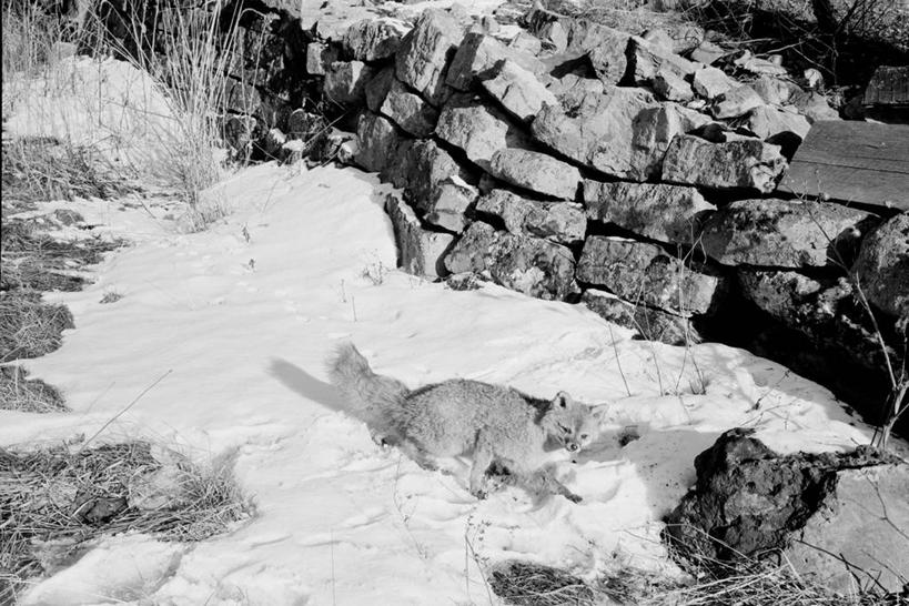 无人,横图,俯视,黑白,室外,白天,雪,狐狸,野生动物,美国,冬天,石墙,寒冷,摄影,宾夕法尼亚,高角度拍摄