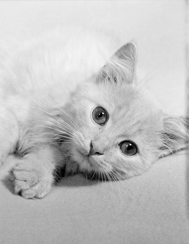 无人,躺,竖图,黑白,特写,纯洁,猫,放松,可爱,童年,童趣,凝视,摄影,肖像,童真,烂漫,无邪,天真,影棚拍摄